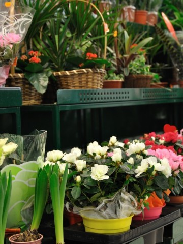 05 mai_marché fleurs | canva