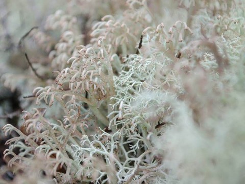 lichens-un-monde-fantastique-clado800- | © CPIE 61