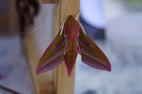 Sortie papillons à Aubry le Pantou | Karin BADDELY