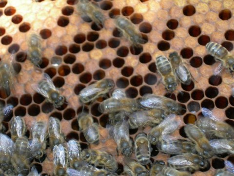 ecomusee_apiculture11_800 | ©ecomuseeduperche