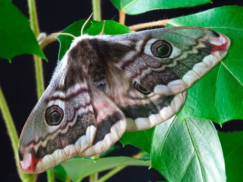 papillon-de-nuit-(pixabay)g | Pixabay