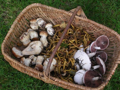 Champignons dans l'Orne | © Ornetourisme