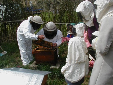 Fête de l'abeille | ©ecomuseeduperche