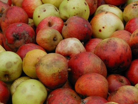 ecomusee_arbrecidre_800 | credit_ecomuseeduperche