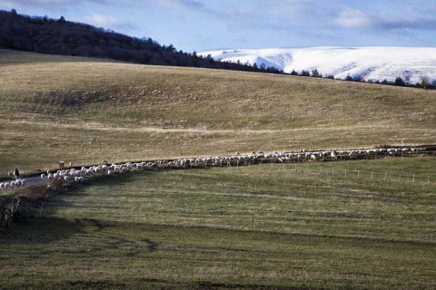 Pâturage d’altitude dans les Monts Sybillins (Marches, Italie) | Loïc Seron