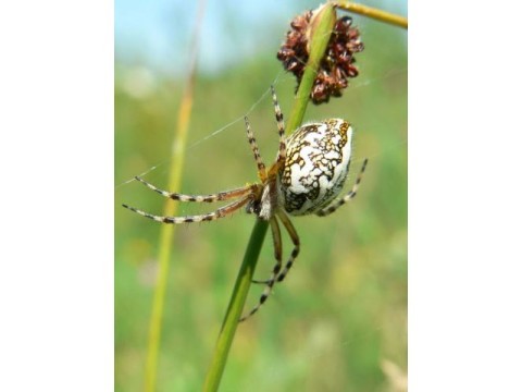 AraigneeBoutDuFil-AVACHER-CPIEDesCollinesNormandes.JPG | AraigneeBoutDuFil-AVACHER-CPIEDesCollinesNormandes.JPG