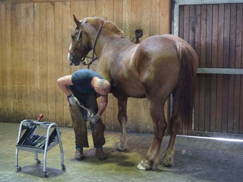 Visite de la maréchalerie - Haras du Pin | ©Haras du Pin