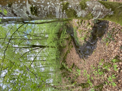 à la découverte de la flore de la vallée du sarthon - La Cassine  (1) | Alison Val