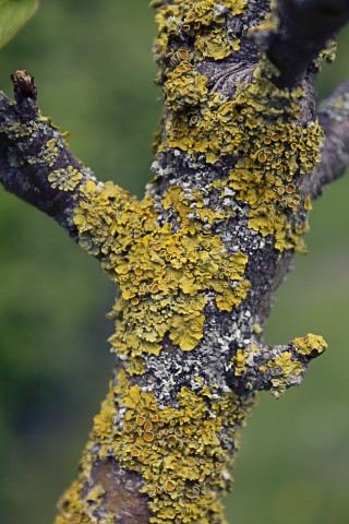 lichen_credit_Euphoria246 | Euphoria 246