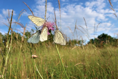 Le_monde_des_papillons_credit_Michel_Jardin | Michel Jardin