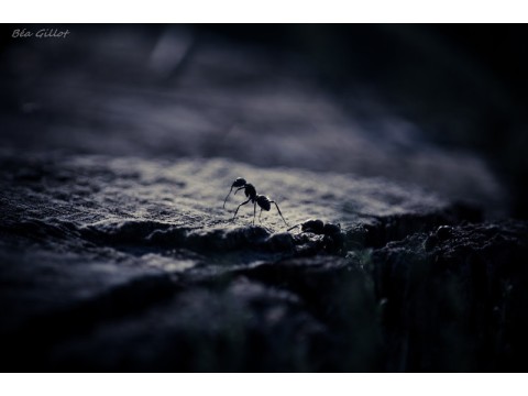 Cc.BéaGillot_LeMondeDuSousSol_web | Béa Gillot