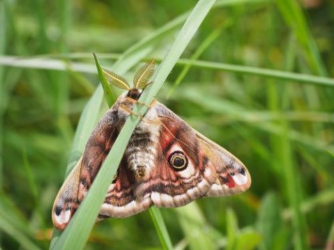 PAPILLONS | CPIE 61