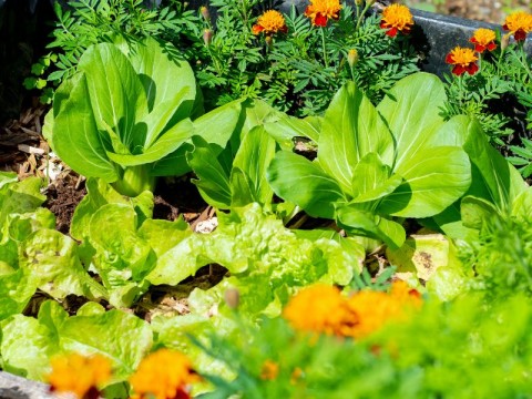 atelier jardinage | médiathèque
