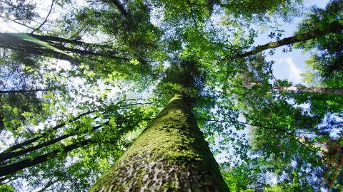 bagnoles-orne-foret-andaines-arbre-nature-ciel | Be Bagnoles