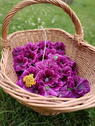 Cueillette mauve | AMARE_FLORA