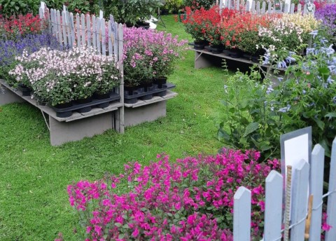plantes_en_fête©Aureli_conception | © Aurel'i Conception