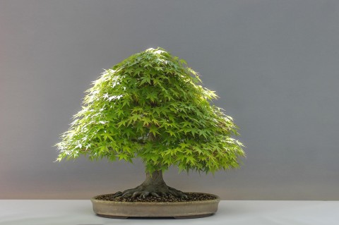 bonsai | bonsai