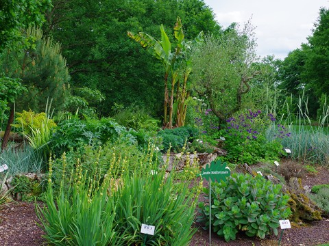 bois-du-puits-800 | ©Jardinbotaniqueleboisdupuits