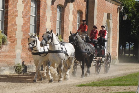 Attelage-4-Percherons du Haras du Pin-bd | Nathalie Gondouin