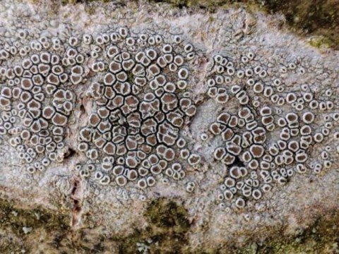 BIODIVERSITE-Lecanora 800 | CPIE Collines Normandes