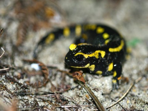 La-nuit-tous-les-amphibiens-sont-gris-J.Launay 800 | J.LAUNAY