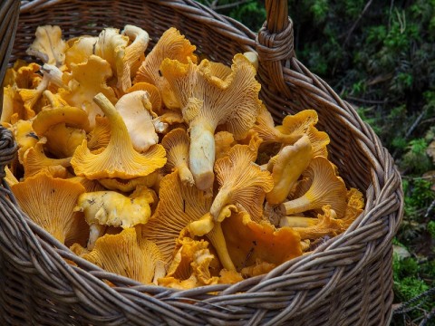 Champignons g Pixabay | AdobeStock