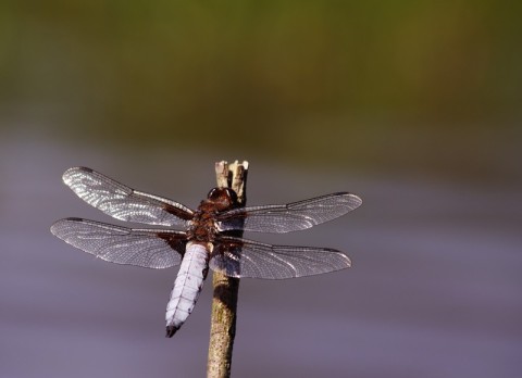 Libellula-depressa-Mdouady | pnrp