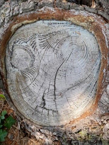 Arbre Lucie 3 (3) format 800  | Lucie GOUDARD
