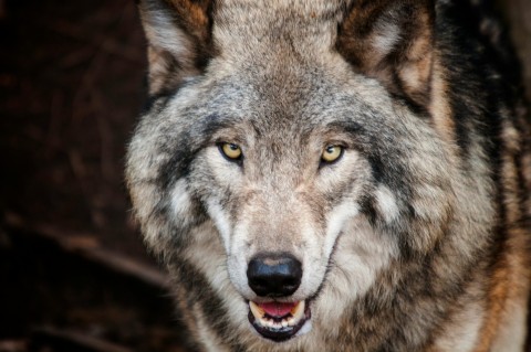 Loup | médiathèque de Briouze
