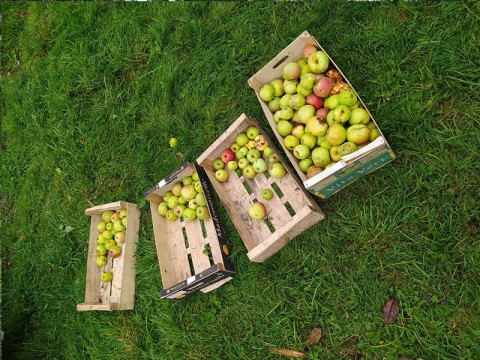 Ramassage des  pommes 2 | ©Lafermed'apolline