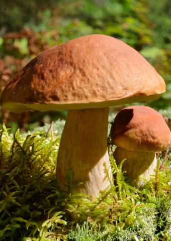 Sortie champignon | canva