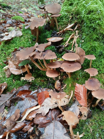 sortie_mycologique - 1 | Terres d'Argentan - Service ourisme et patrimoines