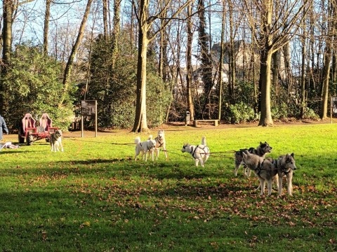 Chiens de traineau 2023 à Flers | UCIA Les Vitrines de Flers