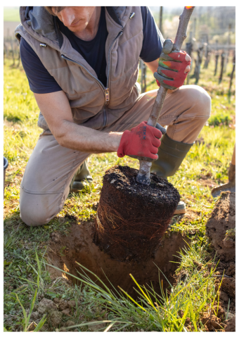 30 novembre marché aux arbres visuel | canva