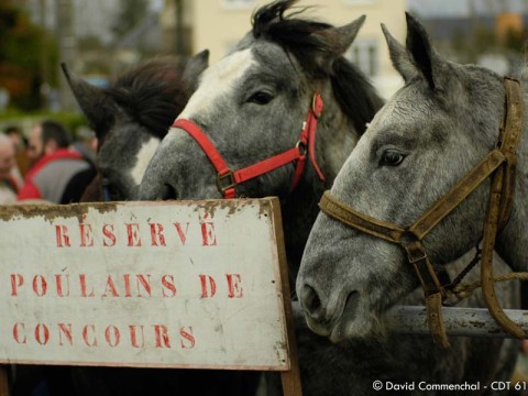 Foire aux poulains percherons - Le Mêle sur Sarthe | ©D. Commenchal