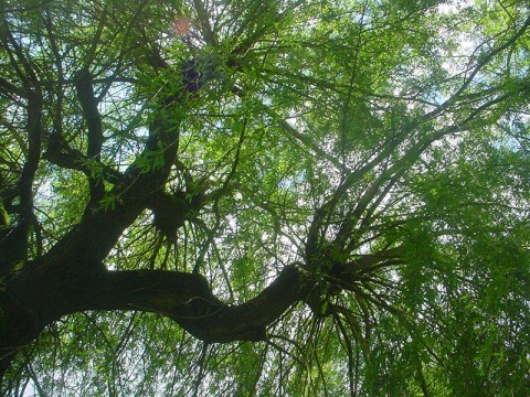 arbre-otvo-g | OT Val d'Orne