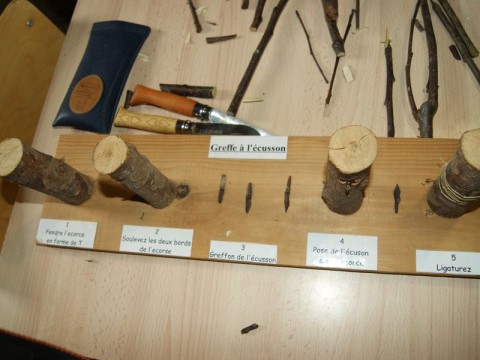 ecomusee_greffage2_800 | ©ecomuseeduperche
