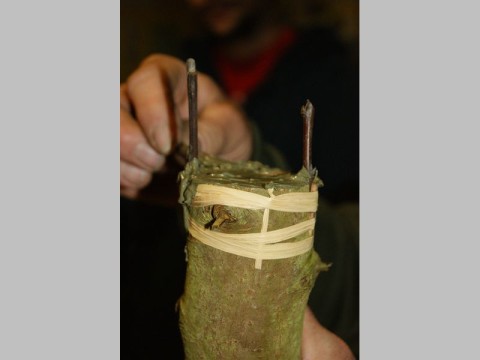 ecomusee_greffage1_800 | ecomuseeduperche