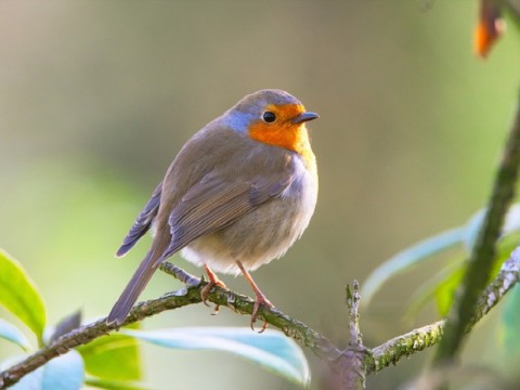 oiseau-pixabay-800 | ©Pixabay