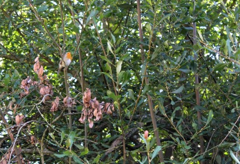 IMG_7184 - Copie | (c) OT Sées