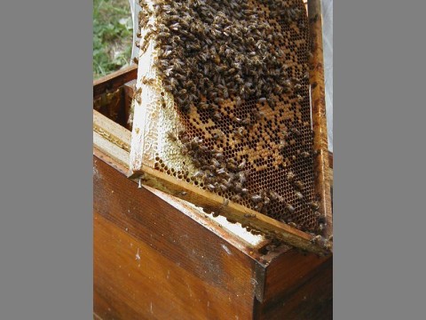 ecomusee_apiculture10_800 | ©ecomuseeduperche