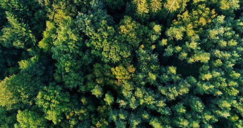 bagnoles-orne-foret-andaines-nature-arbre-vue-ciel | Destination Domfront Bagnoles