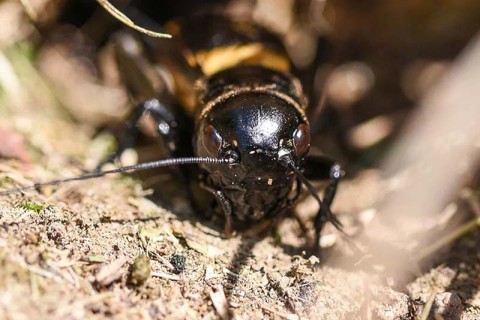 viesecrete des sols | Béa Gillot