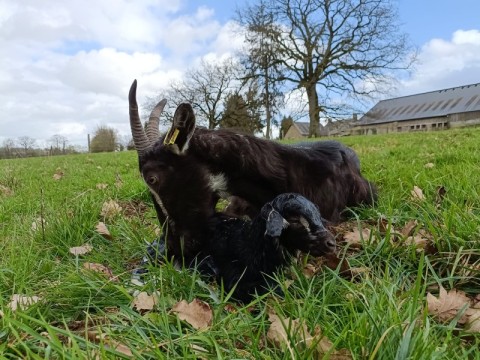 Chèvre et chevreau800 | @maraichèvre