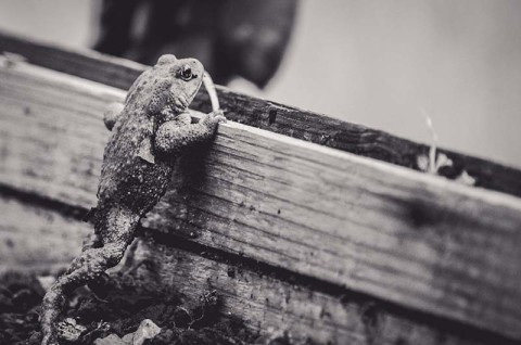 beagillot-crapaud--2--2 | Béa Gillot