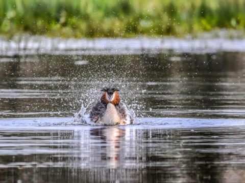 oiseau-MarieAngePiet | (c) Marie Ange Piet