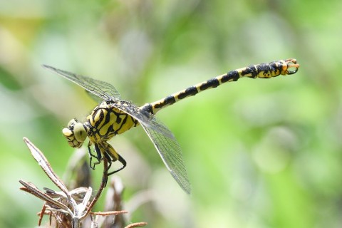 gomphe-a-pinces-beagillot--1- | beagillot