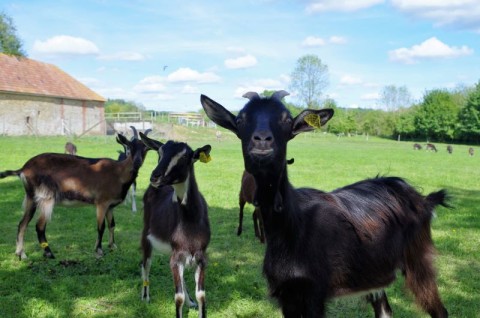 Chèvrerie des pampilles à Cisai Saint-Aubin | Chèvrerie des Pampilles