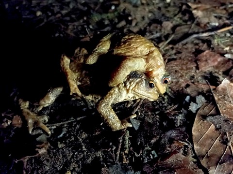 04_GV_23042026 | PNRNM