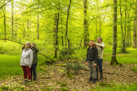 Sylvothérapie en forêt de Crécy, Bettina Lanchais, Festival de l'Oiseau | Stéphane BOUILLAND